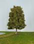 Preview: beech summer Profi